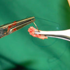 Sundal Adson Suturing Forceps
